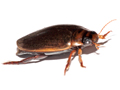 Rhantus suturalis